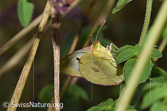 Foto: Goldene Acht (Colias hyale). Flügel geschlossen. Ansicht von seitlich vorne unten.