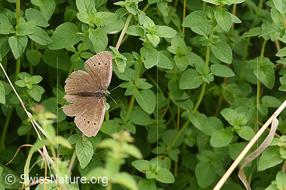Foto: Brauner Waldvogel (Aphantopus hyperantus). Flügel geöffnet. Ansicht von seitlich oben.