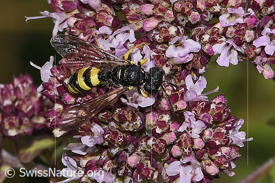Foto: Bienenjagende Knotenwespe (Cerceris rybyensis) an Echter Dost (Origanum vulgare). Länge 6 - 10mm. Männchen. Ansicht von oben.