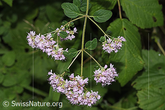 Foto: Echter Dost (Origanum vulgare). Blüten, Stängel und Stängelblätter.