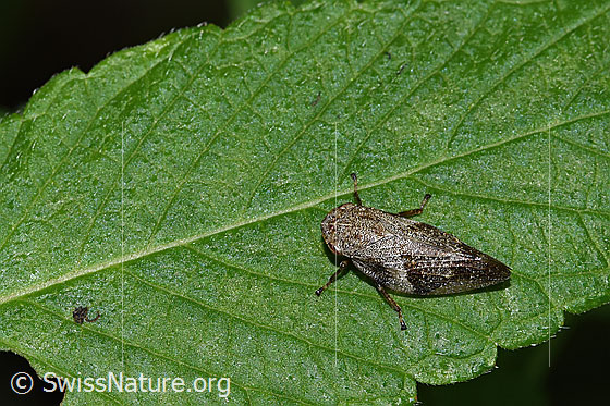 Photo: Aphrophora alni. Length 11mm. View from diagonally above.