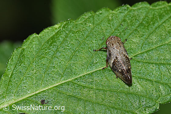 Photo: Aphrophora alni. Length 11mm. View from above.