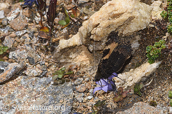 Foto: Kleiner Fuchs (Aglais urticae) an Mont Cenis-Glockenblume (Campanula cenisia). Flügel geschlossen. Ansicht von seitlich vorne oben.
