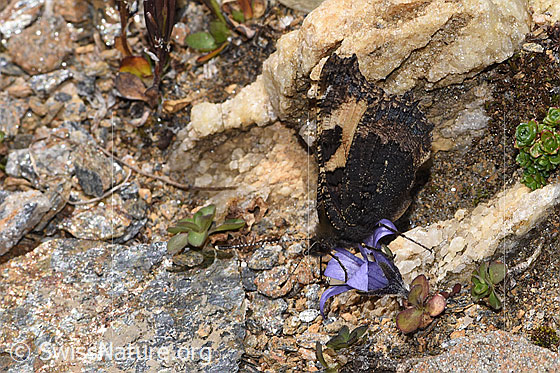 Foto: Kleiner Fuchs (Aglais urticae) an Mont Cenis-Glockenblume (Campanula cenisia). Flügel geöffnet. Ansicht von der Seite.