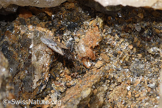 Photo: Probably Nysius cymoides. Length 3mm. View from above.