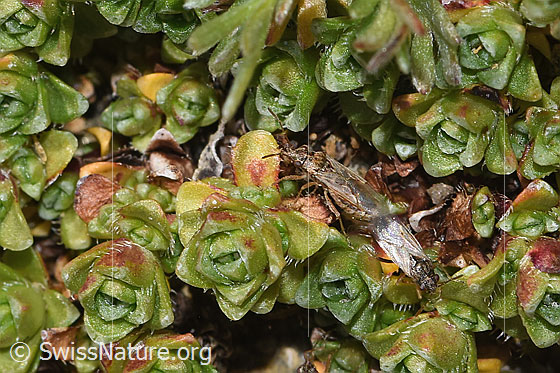 Foto: Wahrscheinlich Nysius cymoides (Bodenwanze). Länge 3mm. Paarung. Ansicht von schräg oben.