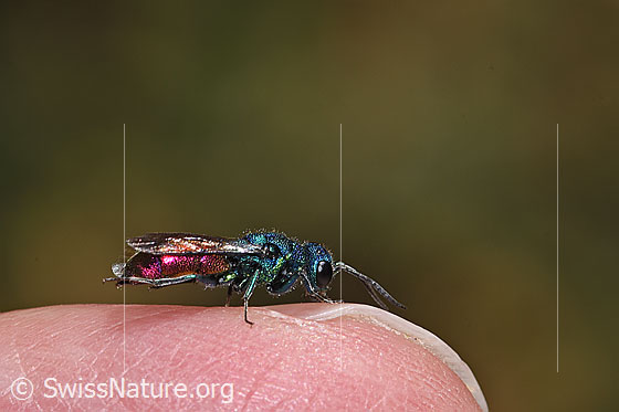 Photo: Probably Chrysis impressa (Cuckoo wasp) from Chrysis Ignita group. Length 6 - 11mm. View from the side.