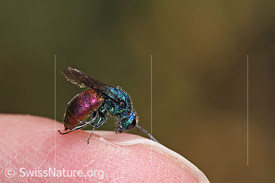 Foto: Wahrscheinlich Chrysis impressa (Goldwespe aus der Chrysis Ignita-Gruppe). Länge 6 - 11mm. Ansicht von der Seite.
