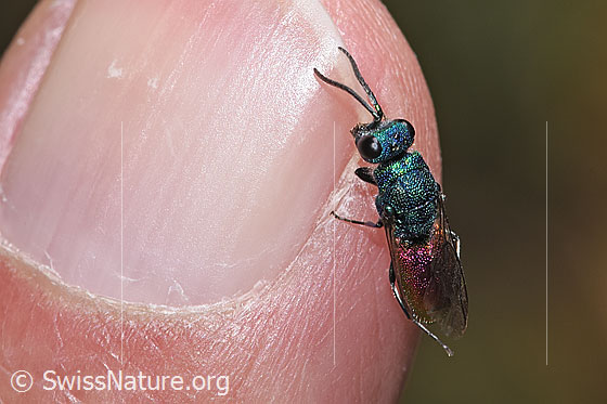 Foto: Wahrscheinlich Chrysis impressa (Goldwespe aus der Chrysis Ignita-Gruppe). Länge 6 - 11mm. Ansicht von oben.