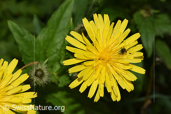 Pyrenäen-Pippau (Crepis pyrenaica)