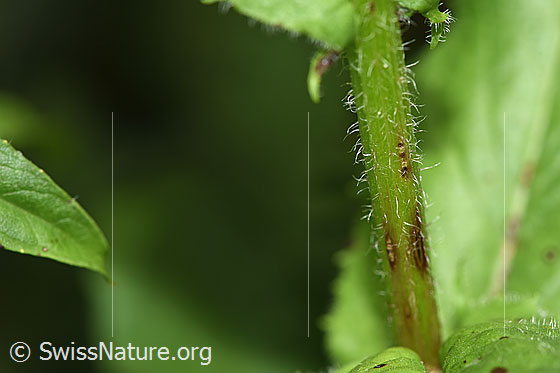 Foto: Pyrenäen-Pippau (Crepis pyrenaica). Stängel.