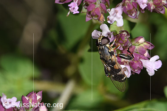 Foto: Gemeine Keulenschwebfliege (Syritta pipiens) auf Echtem Dost (Origanum vulgare). Länge 7 - 9mm. Weibchen. Ansicht von vorne oben.