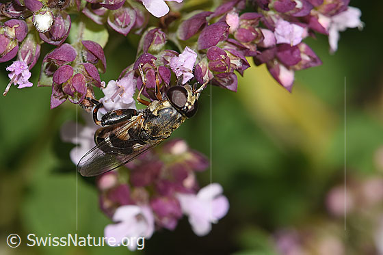Foto: Gemeine Keulenschwebfliege (Syritta pipiens) auf Echtem Dost (Origanum vulgare). Länge 7 - 9mm. Weibchen. Ansicht von schräg oben.