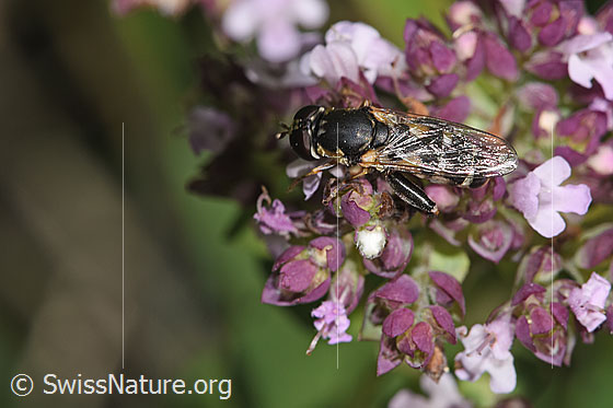 Foto: Gemeine Keulenschwebfliege (Syritta pipiens) auf Echtem Dost (Origanum vulgare). Länge 7 - 9mm. Weibchen. Ansicht von oben.