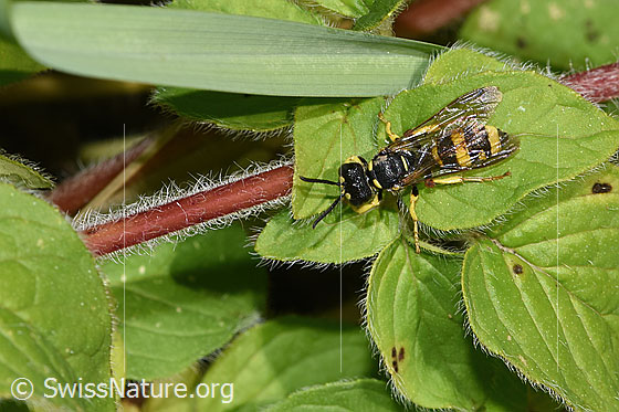 Photo: Cerceris rybyensis on Origanum vulgare. Length 6 - 10mm. Female. View from above.