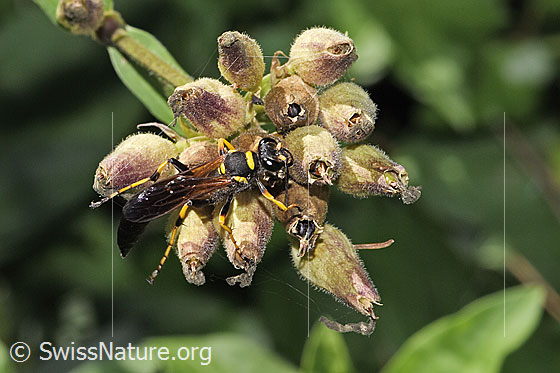 Foto: Amerikanische Mauerwespe (Sceliphron caementarium). Länge: 24mm. Ansicht von oben.