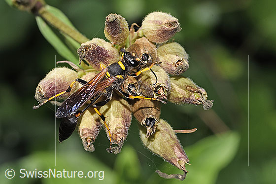 Amerikanische Mauerwespe (Sceliphron caementarium)