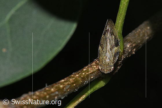 Foto: Erlenschaumzikade (Aphrophora alni). Länge 8 - 10mm. Ansicht von oben.