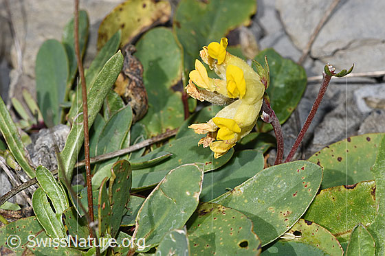 Photo: Anthyllis vulneraria ssp. alpestris. Blossoms.