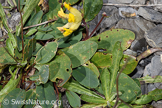 Foto: Alpen-Wundklee (Anthyllis vulneraria ssp. alpestris). Blätter.