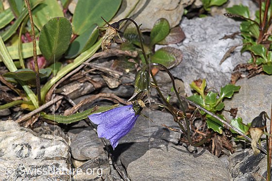 Photo: Campanula cochleariifolia. Whole plant (habiti).