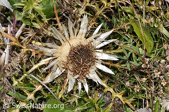 Foto: Silberdistel (Carlina acaulis ssp. caulescens). Blüte.