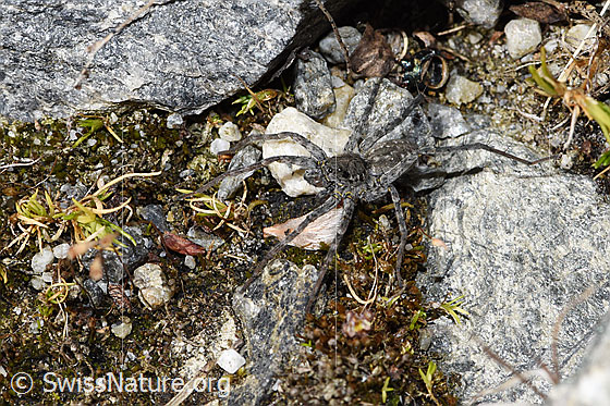 Foto: Wahrscheinlich Pardosa saturatior (Wolfspinne). Ansicht von seitlich oben.