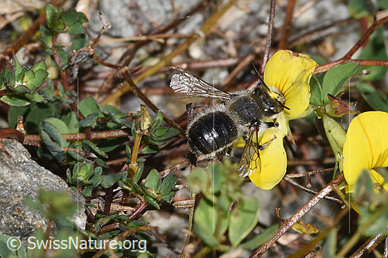 Foto: Wahrscheinlich Garten-Blattschneiderbiene (Megachile willughbiella) auf Alpen-Hornklee (Lotus alpinus). Länge 12 - 16mm. Weibchen. Wird auch Totholz-Blattschneiderbiene genannt. Ansicht von oben.