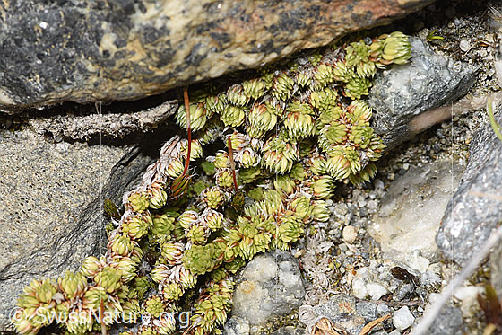 Photo: Saxifraga bryoides. Leaf-rosettes.