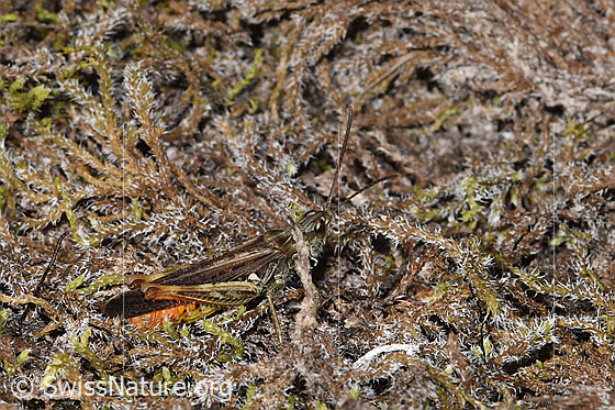 Foto: Wahrscheinlich Brauner Grashüpfer (Chorthippus brunneus). Länge 13 - 18mm. Männchen. Ansicht von seitlich oben.