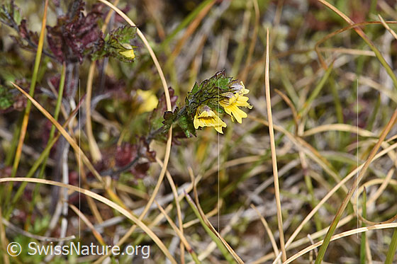 Photo: Euphrasia minima. Blossoms and leaves.