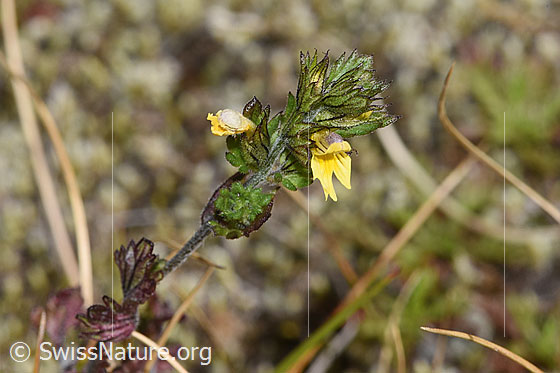 Photo: Euphrasia minima. Blossoms, leaves and stem.