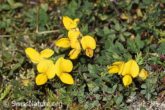 Foto: Alpen-Hornklee (Lotus alpinus). Ganze Pflanze (Habitus).