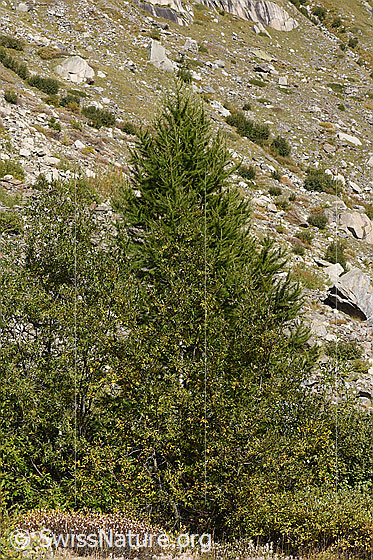 Foto: Europäische Lärche (Larix decidua). Höhe ca. 8m.