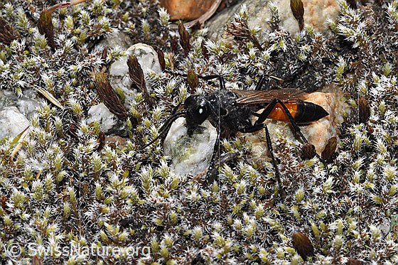Foto: Wahrscheinlich Podalonia alpina (Grabwespe). Länge 10 - 14mm. Ansicht von seitlich vorne oben.
