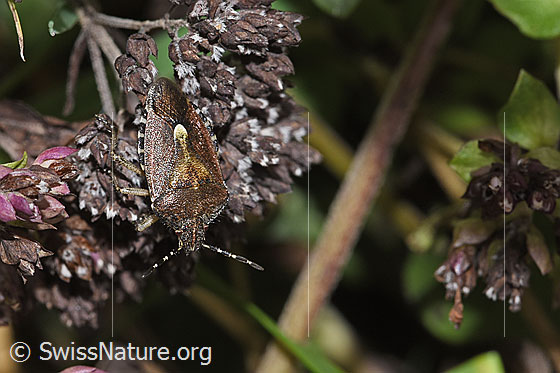 Foto: Beerenwanze (Dolycoris baccarum) auf Echtem Dost (Origanum vulgare). Länge 10 - 12mm. Ansicht von oben.