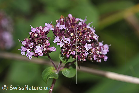 Foto: Echter Dost (Origanum vulgare). Blüten. Blühend.
