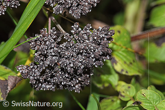 Foto: Echter Dost (Origanum vulgare). Blüten. Verblüht.