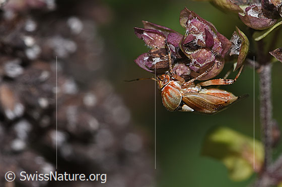 Foto: Gemeine Wiesenwanze (Lygus pratensis) auf Echtem Dost (Origanum vulgare). Länge 5mm. Männchen. Ansicht von der Seite.