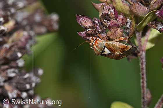 Foto: Gemeine Wiesenwanze (Lygus pratensis) auf Echtem Dost (Origanum vulgare). Länge 5mm. Männchen. Ansicht von oben.