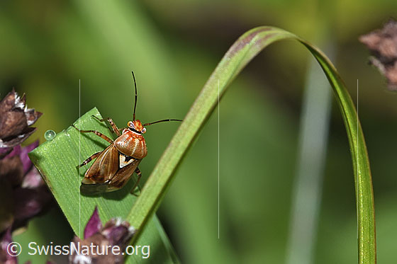 Foto: Gemeine Wiesenwanze (Lygus pratensis). Länge 5mm. Männchen. Ansicht von seitlich oben.
