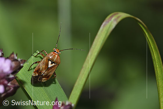 Foto: Gemeine Wiesenwanze (Lygus pratensis). Länge 5mm. Männchen. Ansicht von oben.
