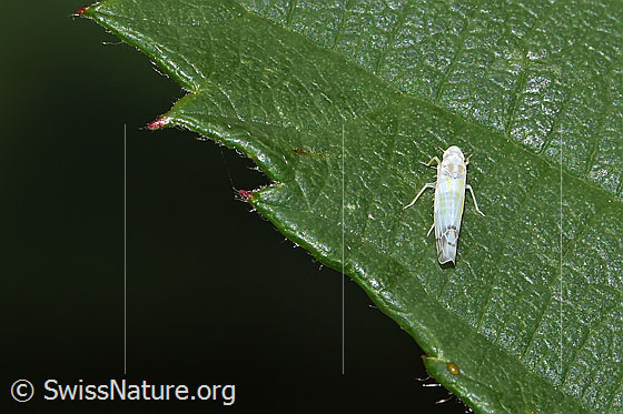 Foto: Wahrscheinlich Brombeer-Blattzikade (Ribautiana debilis). Länge 3mm. Ansicht von oben.