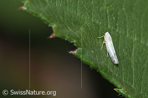 Foto: Wahrscheinlich Brombeer-Blattzikade (Ribautiana debilis). Länge 3mm. Ansicht von seitlich oben.