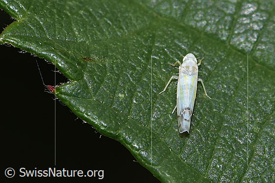 Foto: Wahrscheinlich Brombeer-Blattzikade (Ribautiana debilis). Länge 3mm. Ansicht von oben.