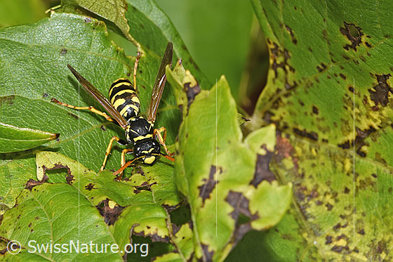 Photo: Polistes dominula. Length 12 - 15mm. Female. View from top front.