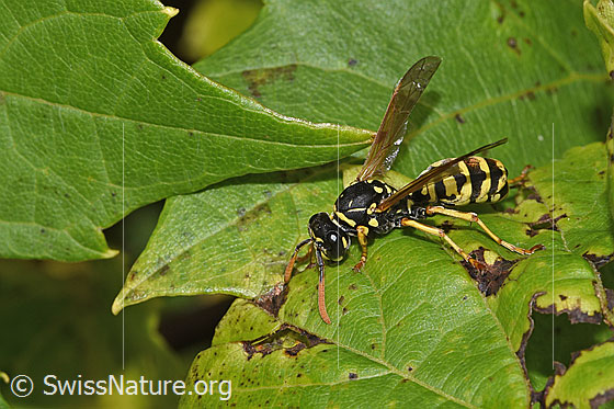 Photo: Polistes dominula. Length 12 - 15mm. Female. View from the side above.