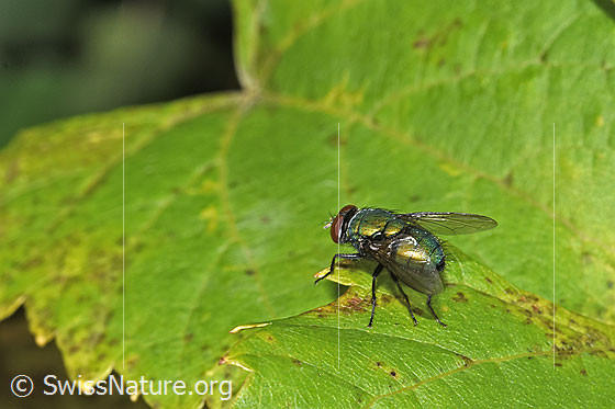 Foto: Neomyia cornicina (Fliege). Länge 6 - 9mm. Männchen. Ansicht von seitlich oben.