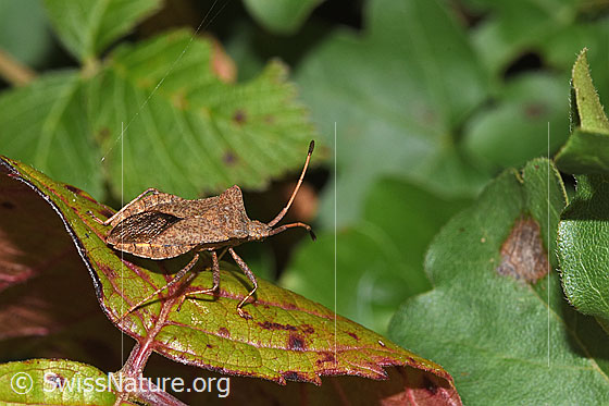 Foto: Grosse Randwanze (Coreus marginatus). Länge 11 - 15mm. Ansicht von oben.