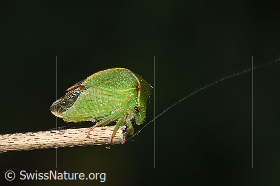 Foto: Büffelzikade (Stictocephala bisonia). Ansicht svon der Seite.
